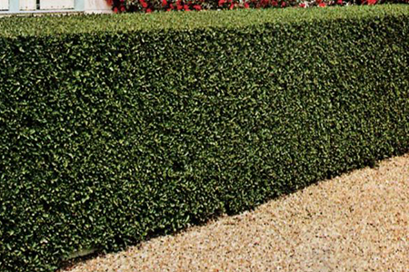 manutenzione giardini