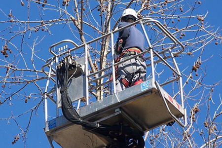 potatura e abbattimento